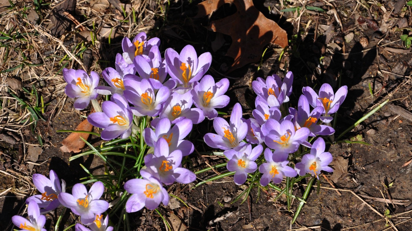 DSC_1384a.JPG