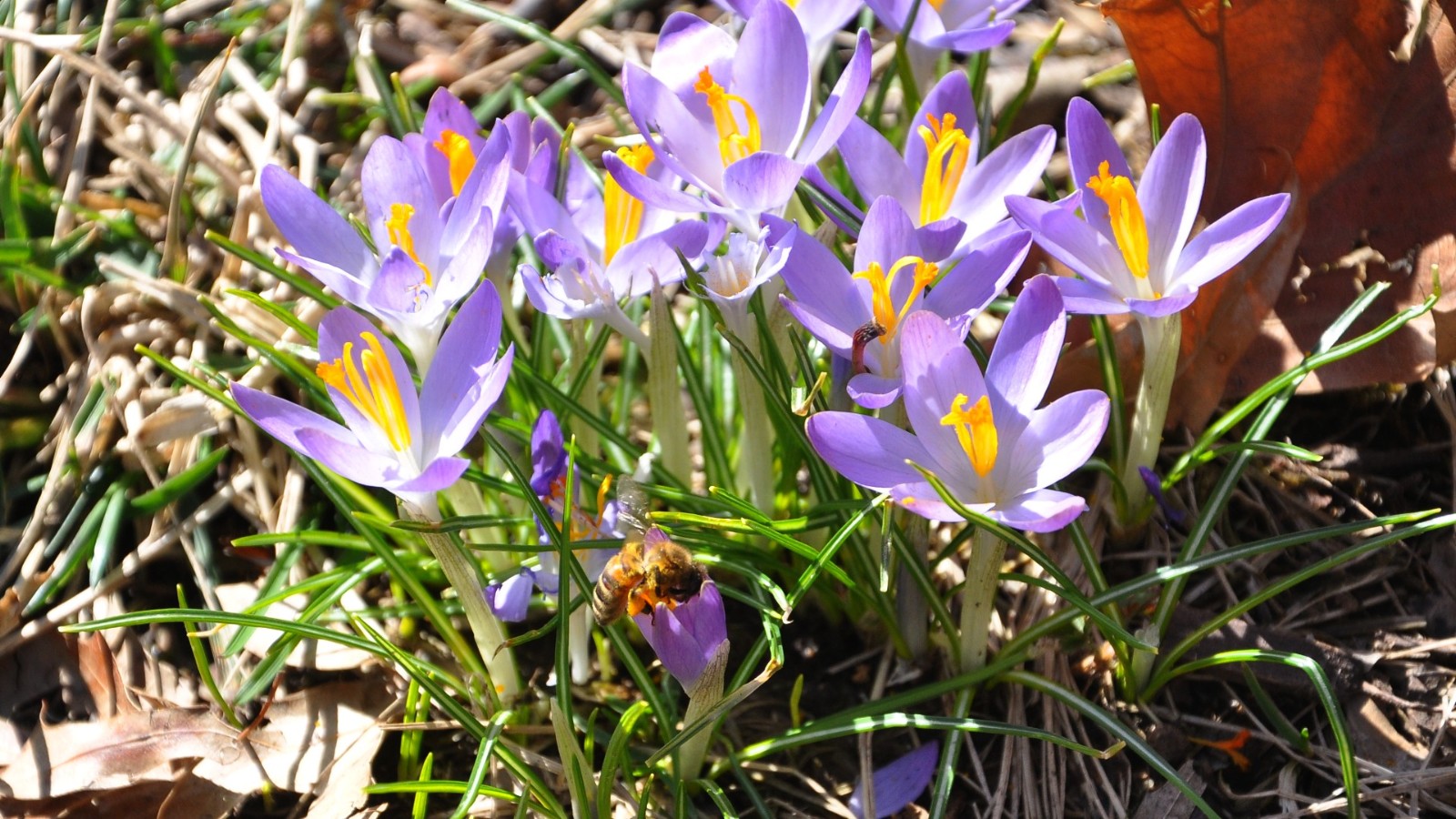 DSC_1387a.JPG