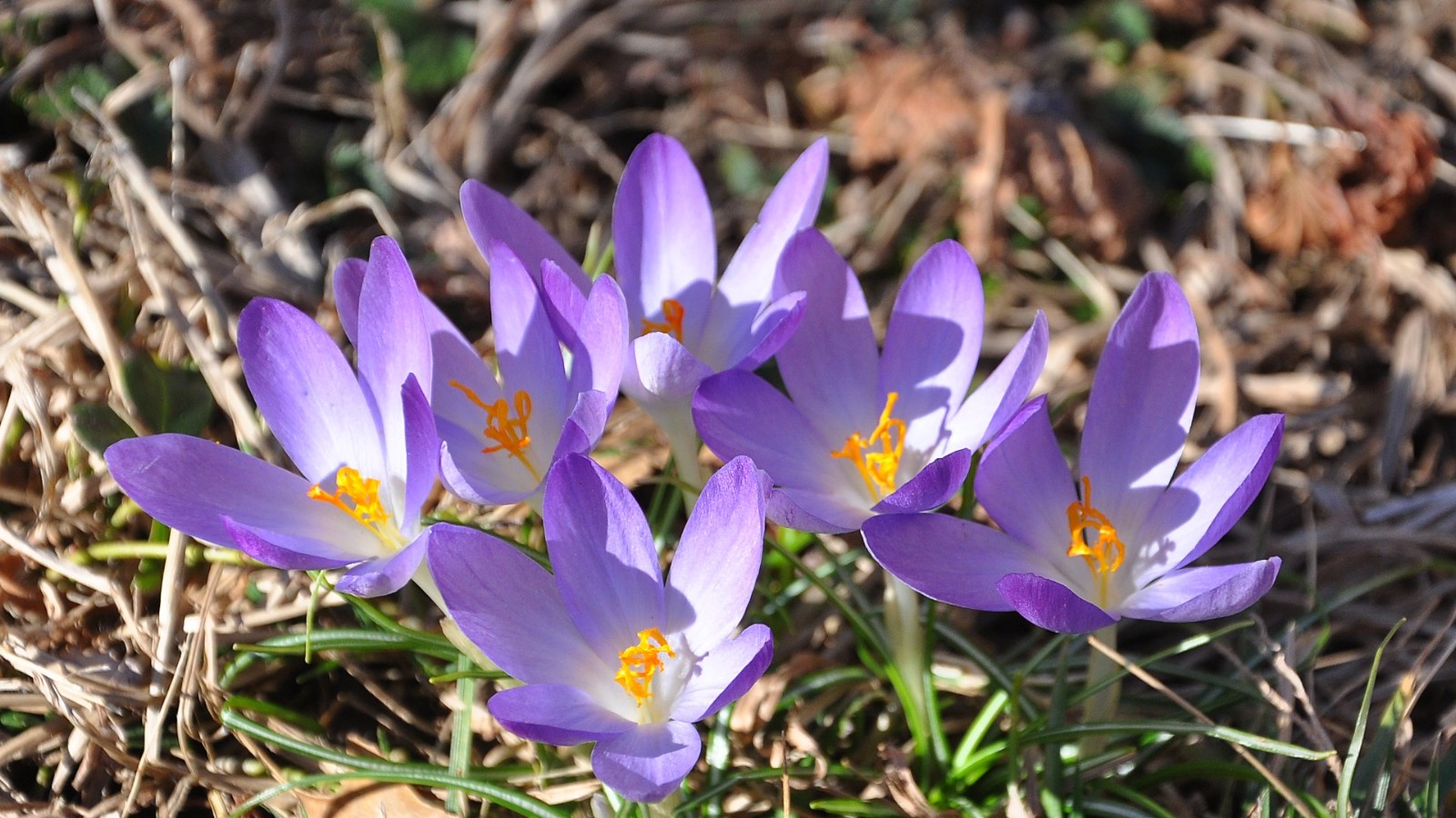DSC_1394a.JPG