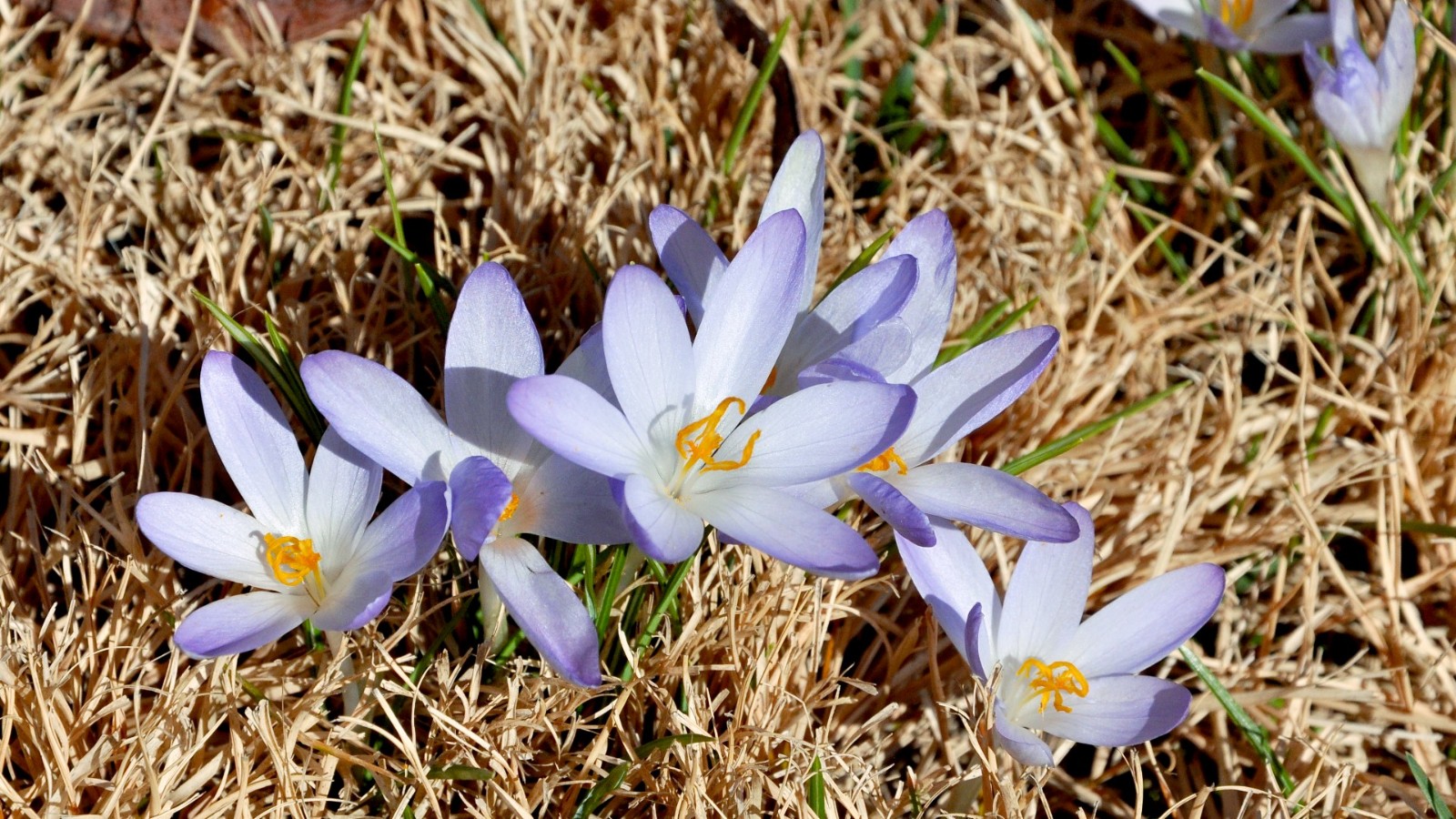 DSC_1399a.JPG
