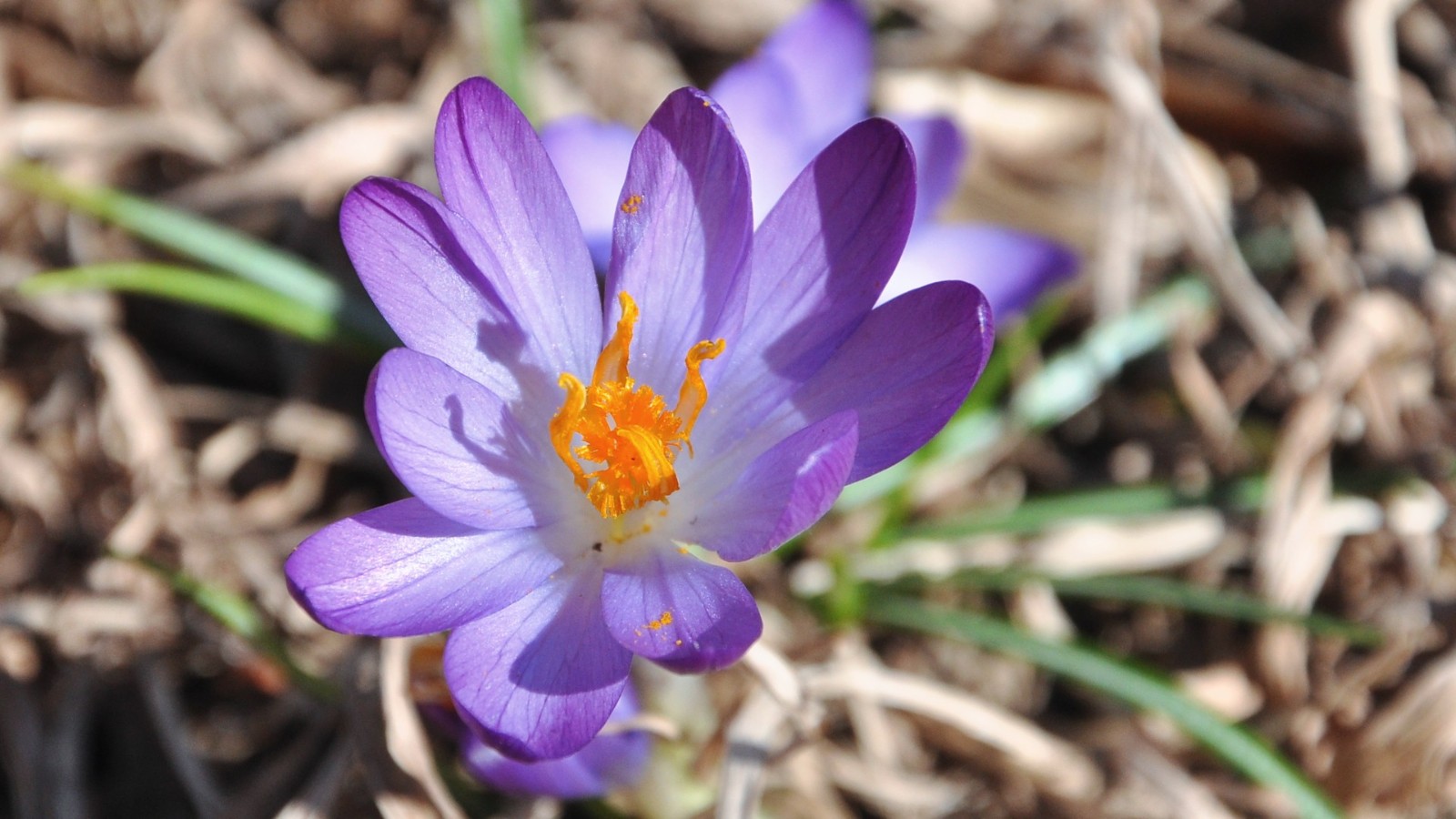 DSC_1402a.JPG