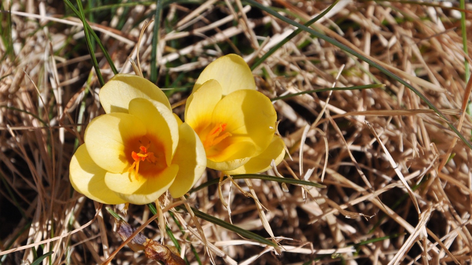DSC_1404a.JPG